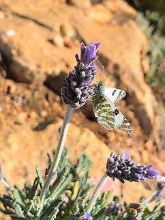 Green-striped White - Euchloe belemia La Cruz, Serra Gelada, Benidorm.  Euchloe belemia,Geotagged,Green-striped White,Spain