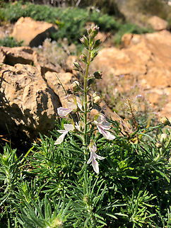 Teucrium pseudochamaepitys La Cruz, Serra Gelada, Benidorm.  Geotagged,Spain,Teucrium pseudochamaepitys