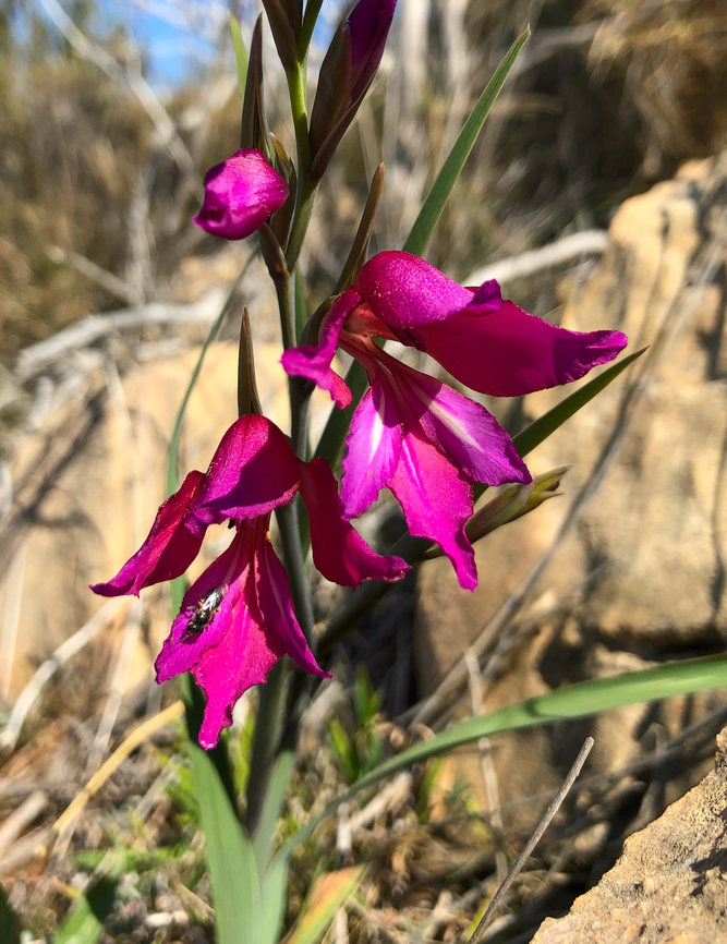 Gladiolus illyricus La Cruz, Serra Gelada, Benidorm.  Geotagged,Gladiolus illyricus,Spain