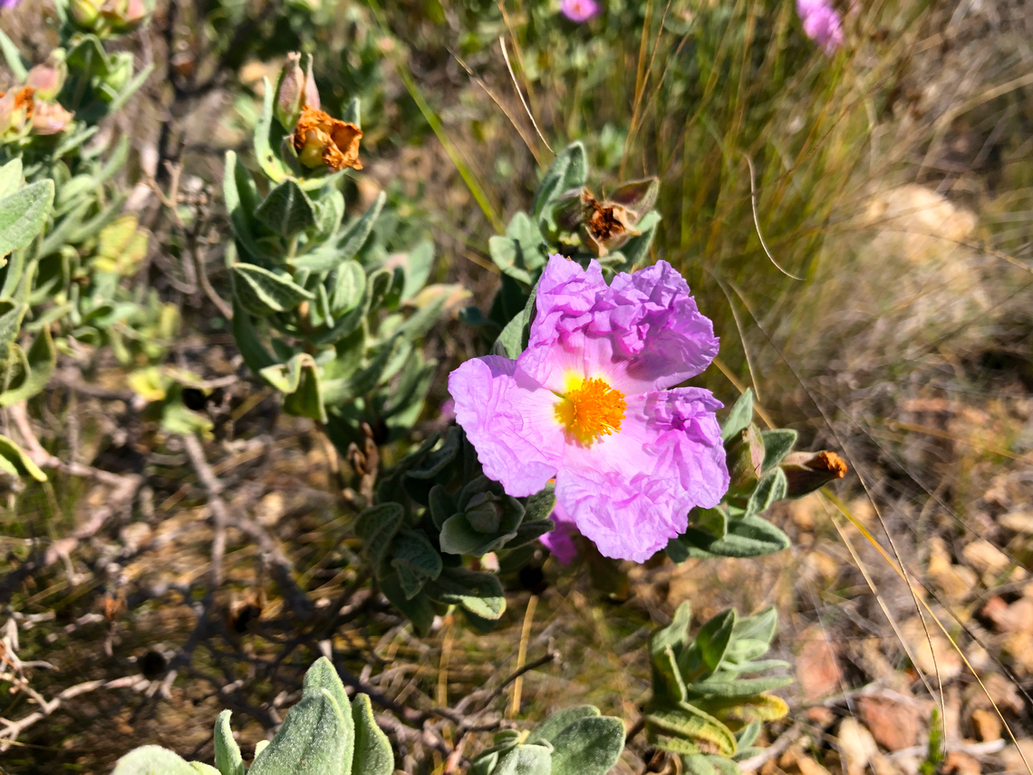 Grey-leaved cistus - Cistus albidus La Cruz, Serra Gelada, Benidorm.  Cistus albidus,Geotagged,Roselha-grande,Spain
