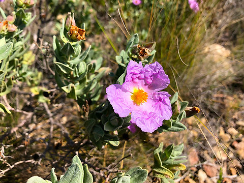 Grey-leaved cistus - Cistus albidus La Cruz, Serra Gelada, Benidorm.  Cistus albidus,Geotagged,Roselha-grande,Spain