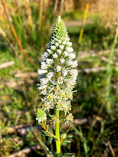 White Mignonette - Reseda alba Rio Algar, Altea. Geotagged,Reseda alba,Spain,White Mignonette