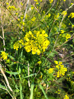 Charlock mustard - Rhamphospermum arvense Cala de Villajoyosa/Finestrat hill. Geotagged,Rhamphospermum arvense,Spain