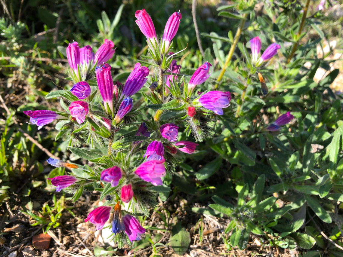 Cretan vipers bugloss - Echium creticum Cala de Villajoyosa/Finestrat hill.  Cretan vipers bugloss,Echium creticum,Geotagged,Spain