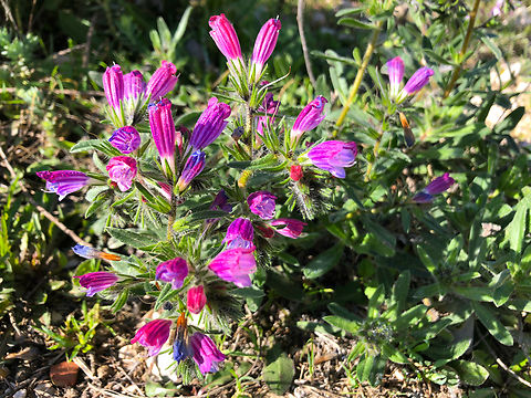 Cretan vipers bugloss - Echium creticum Cala de Villajoyosa/Finestrat hill.  Cretan vipers bugloss,Echium creticum,Geotagged,Spain