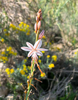 Onion-Leafed Asphodel - Asphodelus fistulosus Cala de Villajoyosa/Finestrat hill.  Asphodelus fistulosus,Geotagged,Onion-Leafed Asphodel,Spain