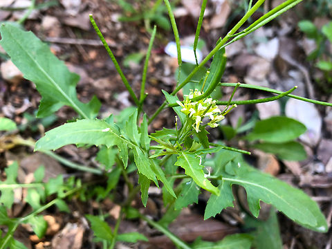 Sisymbrium irio Cala de Villajoyosa/Finestrat hill.  Geotagged,Sisymbrium irio,Sisymbrium_irio,Spain