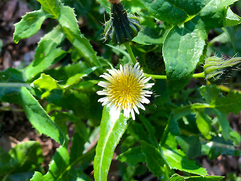 Sonchus oleraceus Cala de Villajoyosa/Finestrat hill.  Common sowthistle,Geotagged,Sonchus oleraceus,Spain