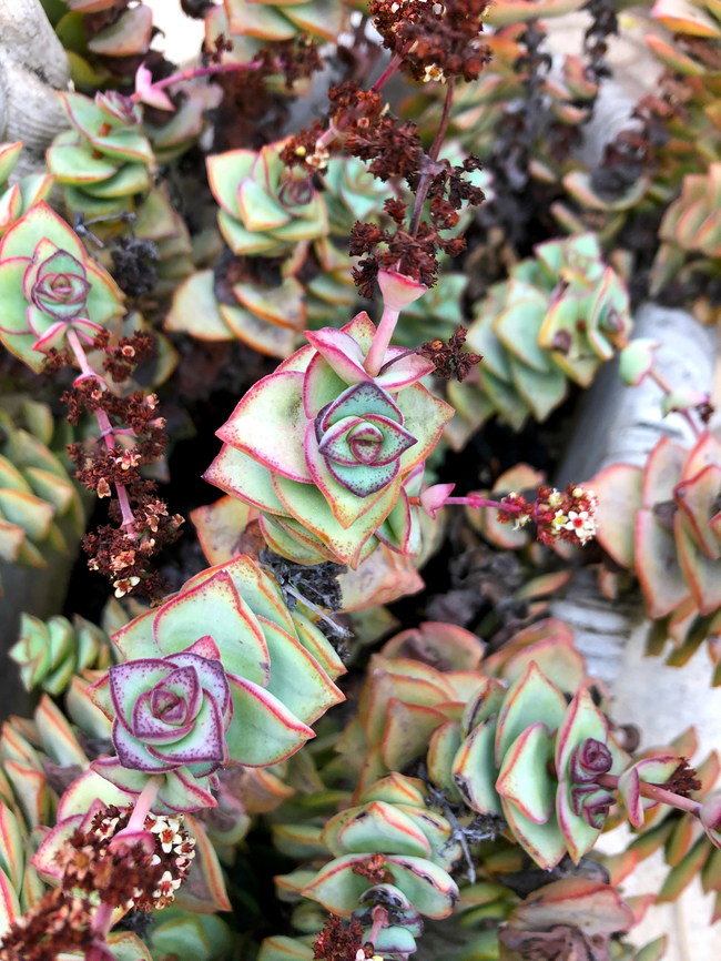 Crassula Perforata Garden cultivated. Crassula perforata,Geotagged,Spain