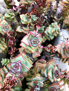 Crassula Perforata Garden cultivated. Crassula perforata,Geotagged,Spain