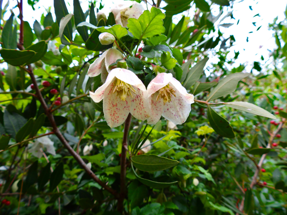Clematis cirrhosa subsp balearic Necropolis de Cales Coves, Menorca. Clematis cirrhosa,Fall,Geotagged,Spain