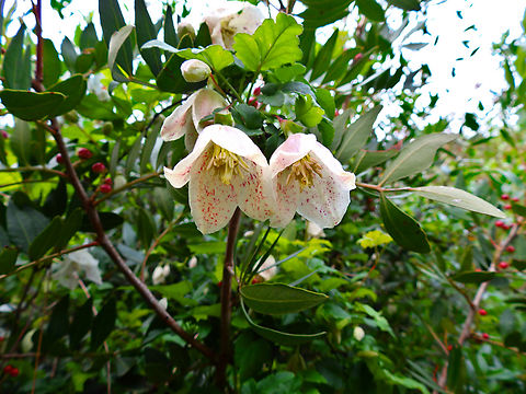 Clematis cirrhosa subsp balearic Necropolis de Cales Coves, Menorca. Clematis cirrhosa,Fall,Geotagged,Spain