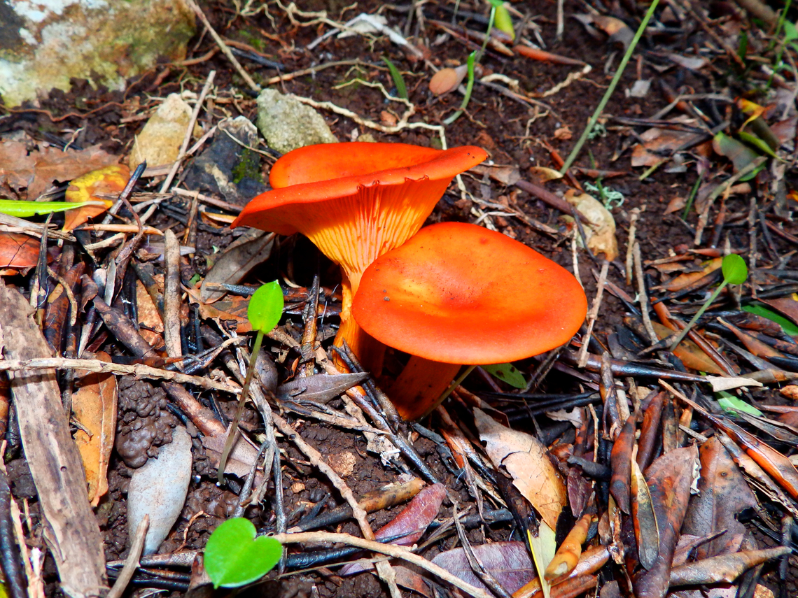 Jack-o'-lantern mushroom - Omphalotus_olearius Necropolis de Cales Coves, Menorca. Fall,Geotagged,Omphalotus olearius,Omphalotus_olearius,Spain
