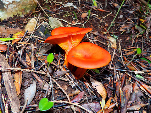 Jack-o'-lantern mushroom - Omphalotus_olearius Necropolis de Cales Coves, Menorca. Fall,Geotagged,Omphalotus olearius,Omphalotus_olearius,Spain