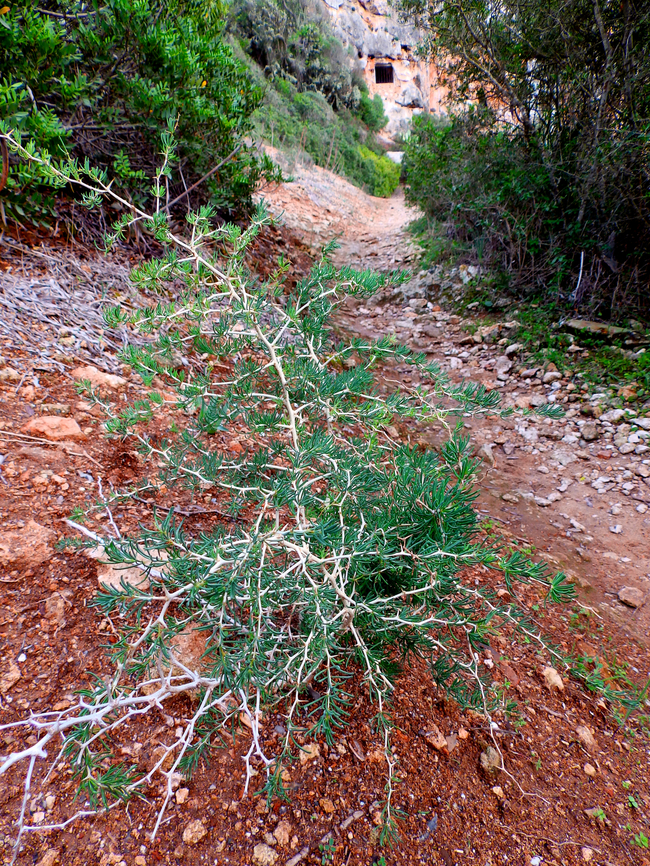 Asparagus albus Necropolis de Cales Coves, Menorca.  Asparagus albus,Fall,Geotagged,Spain