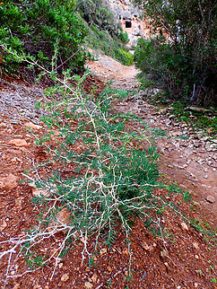 Asparagus albus Necropolis de Cales Coves, Menorca.  Asparagus albus,Fall,Geotagged,Spain