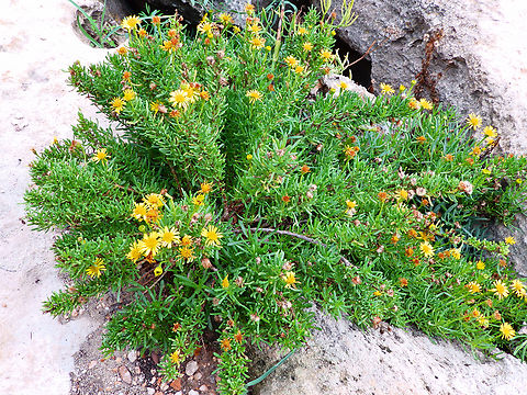 Golden samphire - Limbarda crithmoides Necropolis de Cales Coves, Menorca.  Fall,Geotagged,Golden samphire,Limbarda crithmoides,Spain