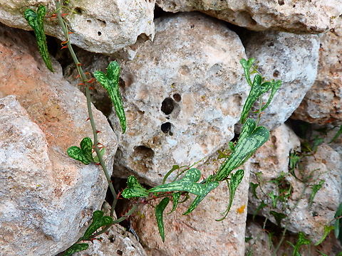 Saw greenbrier - Smilax bona-nox Area of Poblat talai&ograve;tic de Sant Agust&iacute; Vell, Menorca. Fall,Geotagged,Smilax bona-nox,Spain
