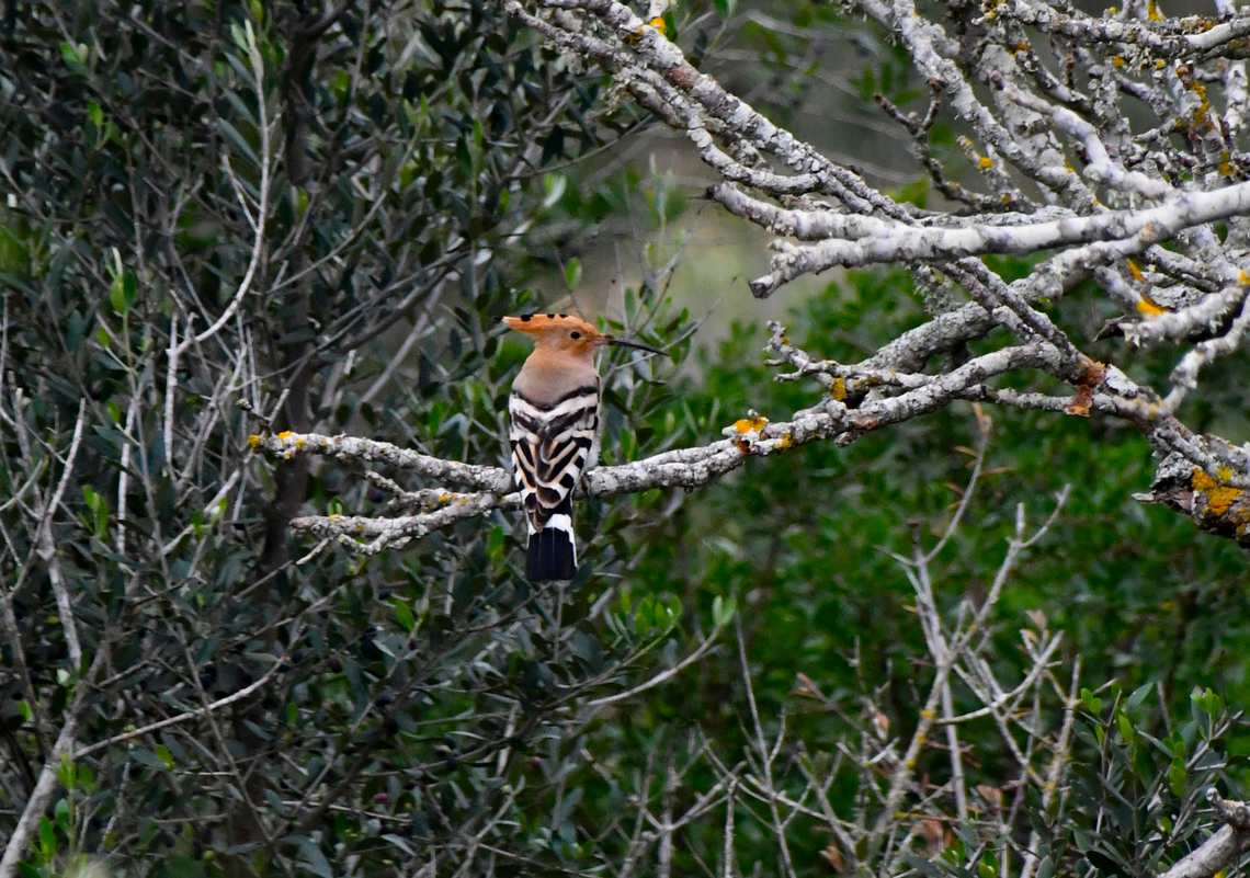 Hoopoe - Upupa epops Area of Poblat talai&ograve;tic de Sant Agust&iacute; Vell, Menorca.  Fall,Geotagged,Hoopoe,Spain,Upupa epops