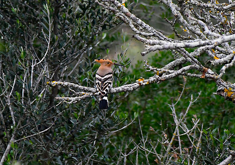 Hoopoe - Upupa epops Area of Poblat talaiòtic de Sant Agustí Vell, Menorca.  Fall,Geotagged,Hoopoe,Spain,Upupa epops