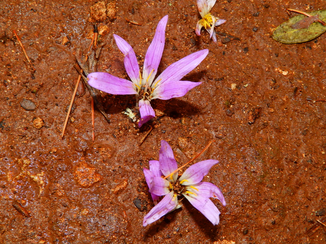 Merendera filifolia - Colchicum filifolium Cala Macarella, Menorca. Colchicum filifolium,Fall,Geotagged,Merendera filifolia,Spain