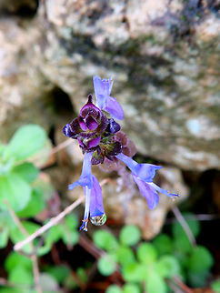 Coleus canina Cultivated.
Talati de Dalt, Menorca. Coleus comosus,Fall,Geotagged,Spain