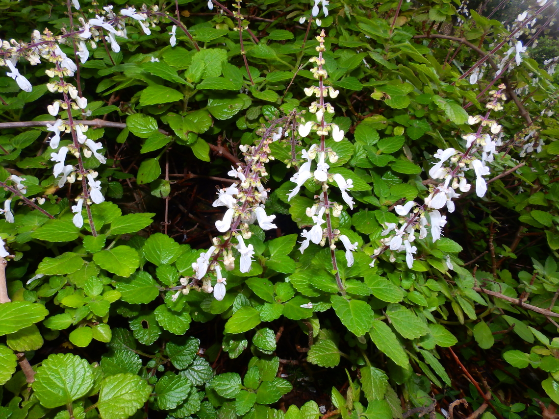Swedish ivy - Plectranthus verticillatus Talati de Dalt, Menorca.  Fall,Geotagged,Plectranthus verticillatus,Spain