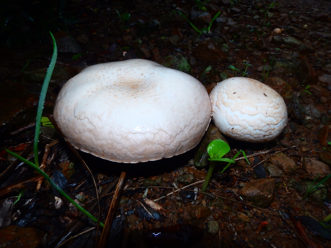 Agaricus campestris Albufera D'Es Grau, Menorca. Agaricus campestris,Fall,Geotagged,Meadow Mushroom,Spain