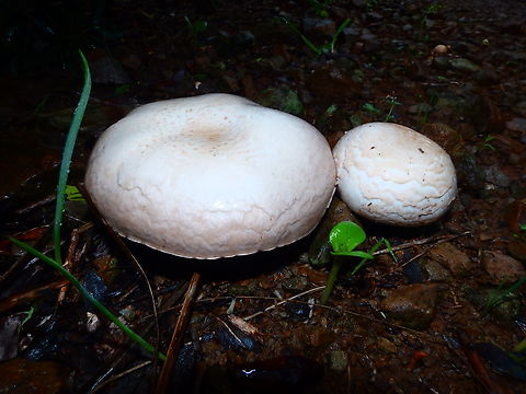 Agaricus campestris Albufera D'Es Grau, Menorca. Agaricus campestris,Fall,Geotagged,Meadow Mushroom,Spain