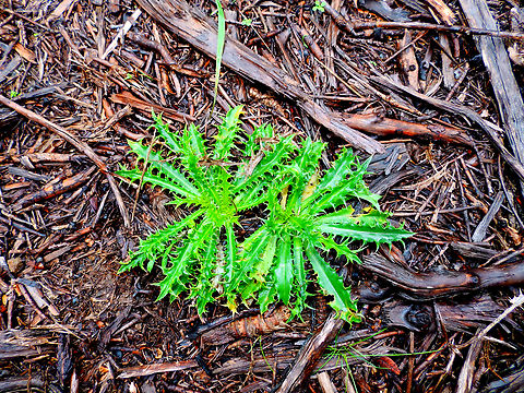 Carlina corymbosa Albufera D'Es Grau, Menorca.  Carlina corymbosa,Clustered Carline-Thistle,Fall,Geotagged,Spain