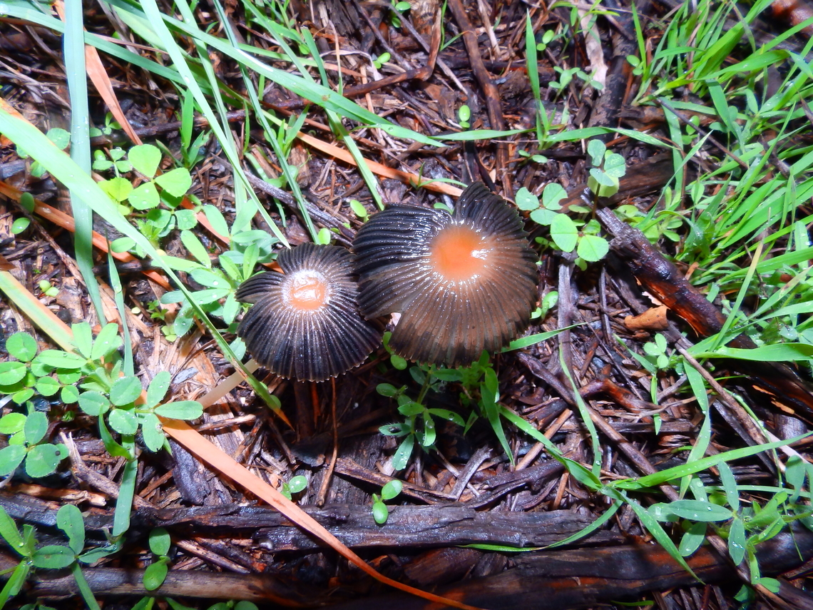 Parasola auricoma Albufera D&#039;Es Grau, Menorca.  Fall,Geotagged,Parasola auricoma,Spain