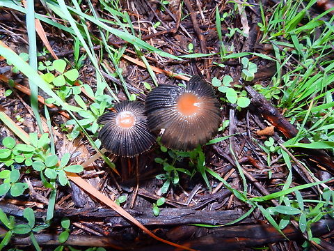 Parasola auricoma Albufera D'Es Grau, Menorca.  Fall,Geotagged,Parasola auricoma,Spain