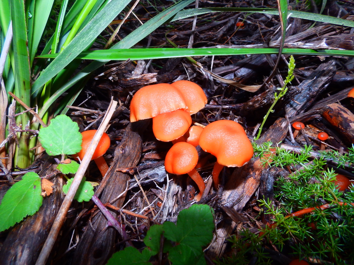 Papillate Waxcap - Hygrocybe subpapillata Albufera D&#039;Es Grau, Menorca.  Fall,Geotagged,Hygrocybe subpapillata,Papillate Waxcap,Spain