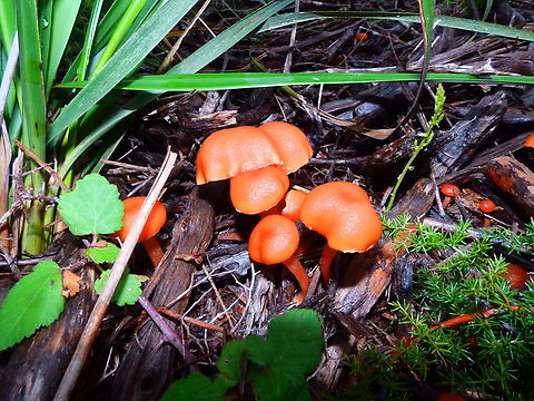Papillate Waxcap - Hygrocybe subpapillata Albufera D'Es Grau, Menorca.  Fall,Geotagged,Hygrocybe subpapillata,Papillate Waxcap,Spain