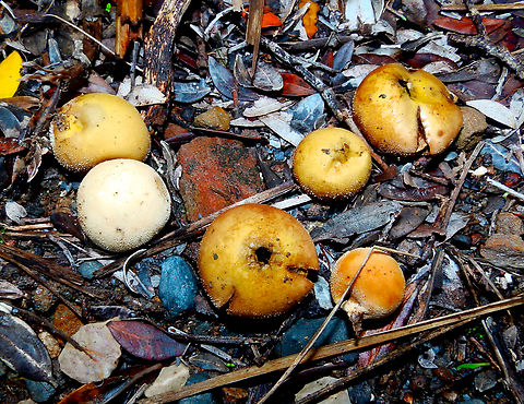 Scleroderma verrucosum Albufera D'Es Grau, Menorca.  Fall,Geotagged,Scleroderma verrucosum,Spain
