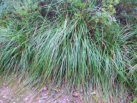 Mauritania Grass - Ampelodesmus mauritanica Albufera D'Es Grau, Menorca.  Ampelodesmos mauritanicus,Fall,Geotagged,Mauritania Grass,Spain