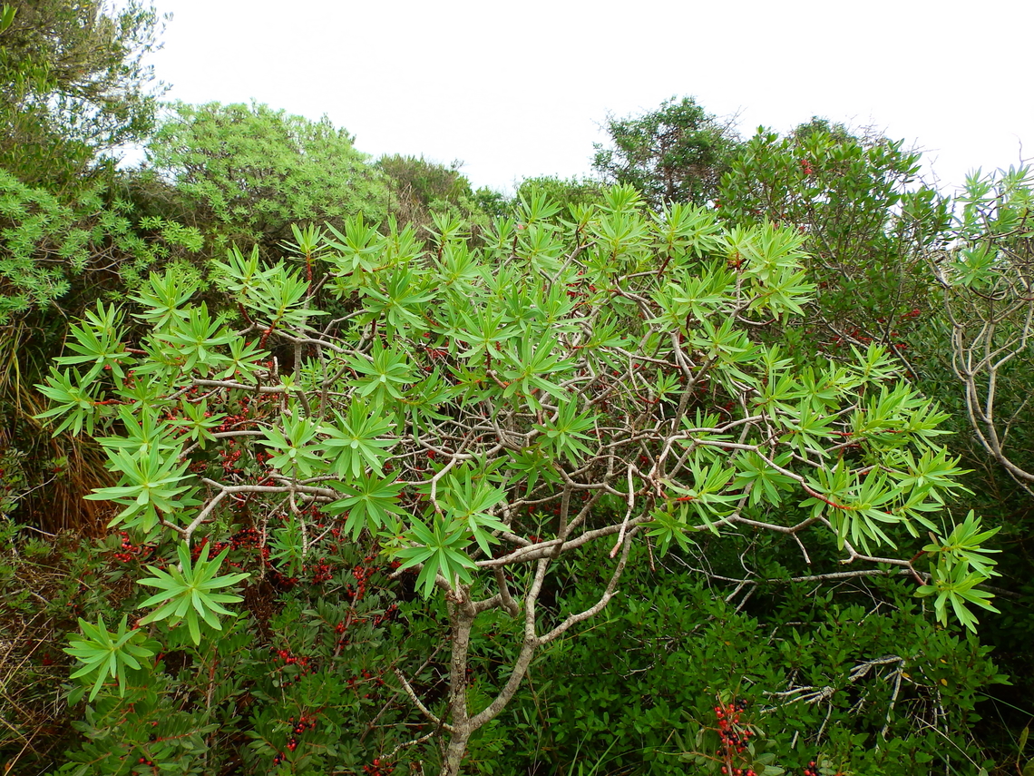 Tree Spurge - Euphorbia dendroides Albufera D'Es Grau, Menorca.  Euphorbia dendroides,Fall,Geotagged,Spain,Tree Spurge