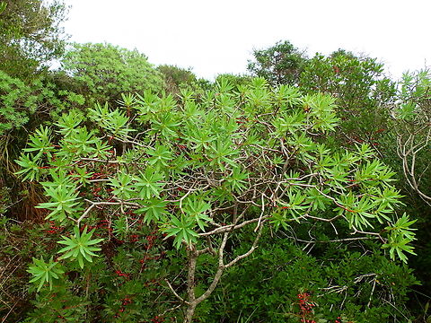 Tree Spurge - Euphorbia dendroides Albufera D'Es Grau, Menorca.  Euphorbia dendroides,Fall,Geotagged,Spain,Tree Spurge