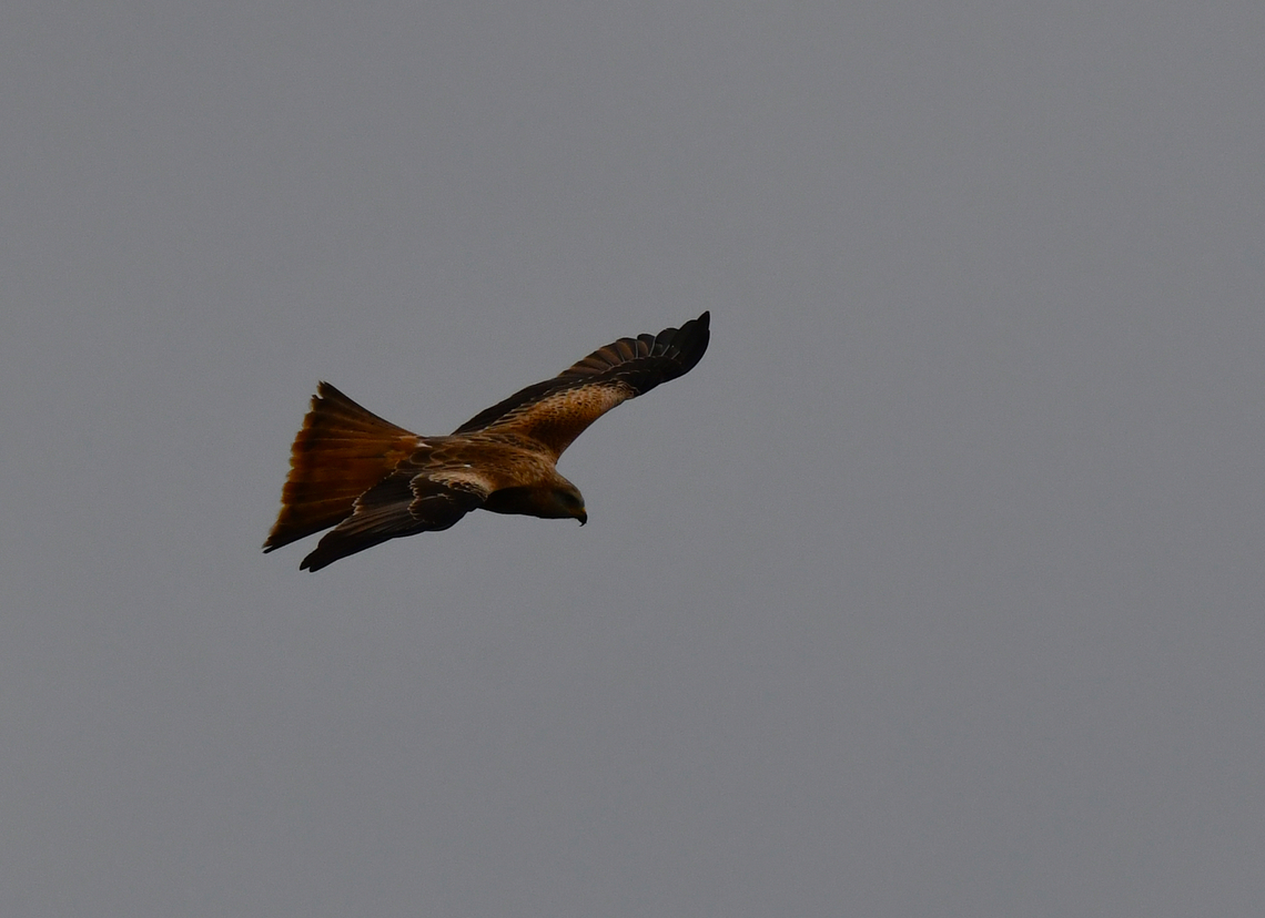 Red kite - Milvus milvus Albufera D&#039;Es Grau, Menorca.  Fall,Geotagged,Milvus milvus,Red kite,Spain