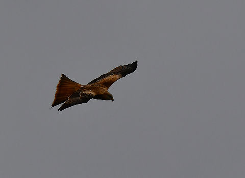 Red kite - Milvus milvus Albufera D'Es Grau, Menorca.  Fall,Geotagged,Milvus milvus,Red kite,Spain
