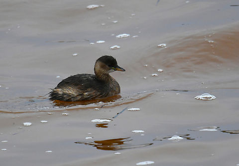 Little Grebe - Tachybaptus ruficollis Albufera D'Es Grau, Menorca.  Fall,Geotagged,Little Grebe,Spain,Tachybaptus ruficollis