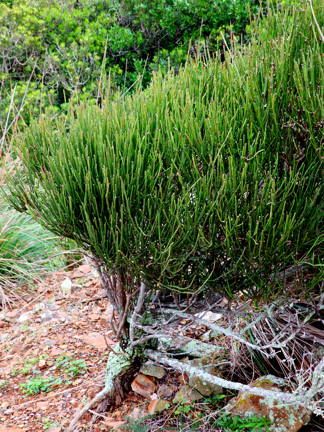 Joint pine - Ephedra fragilis Albufera D&#039;Es Grau, Menorca.  Ephedra fragilis,Fall,Geotagged,Spain