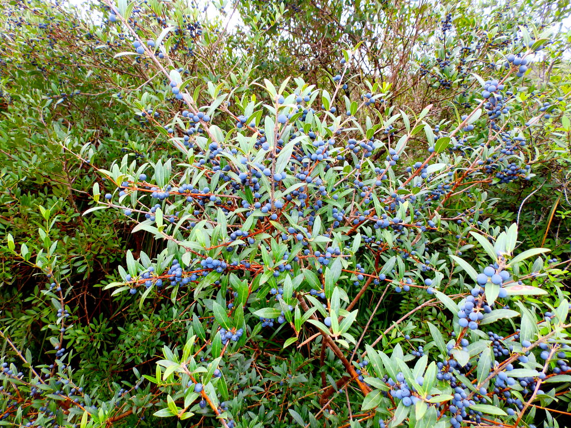 Narrow-leaved mock privet - Phillyrea angustifolia Albufera D&#039;Es Grau, Menorca.  Fall,Geotagged,Phillyrea angustifolia,Spain