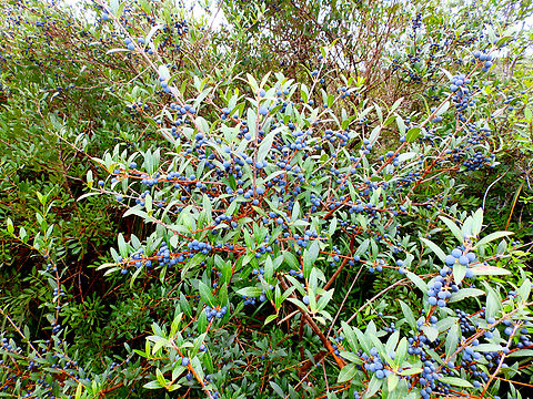 Narrow-leaved mock privet - Phillyrea angustifolia Albufera D'Es Grau, Menorca.  Fall,Geotagged,Phillyrea angustifolia,Spain