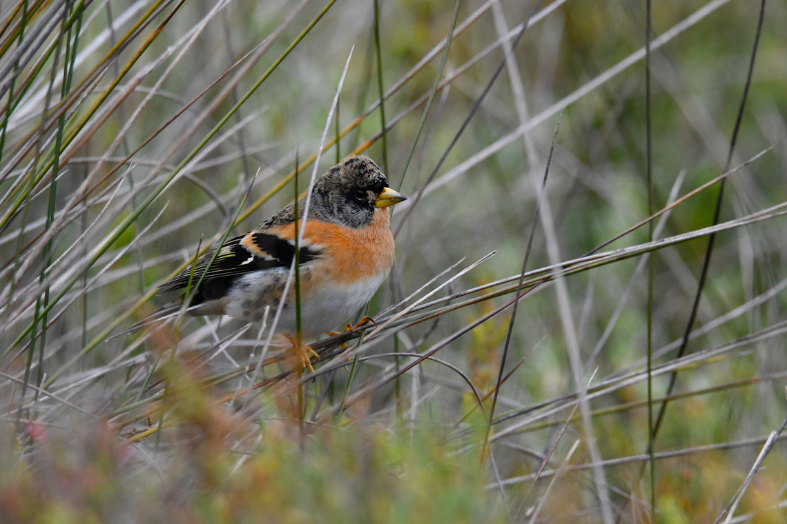 Brambling - Fringilla montifringilla Sa Gola. Albufera D&#039;Es Grau, Menorca.  Brambling,Fall,Fringilla montifringilla,Geotagged,Spain
