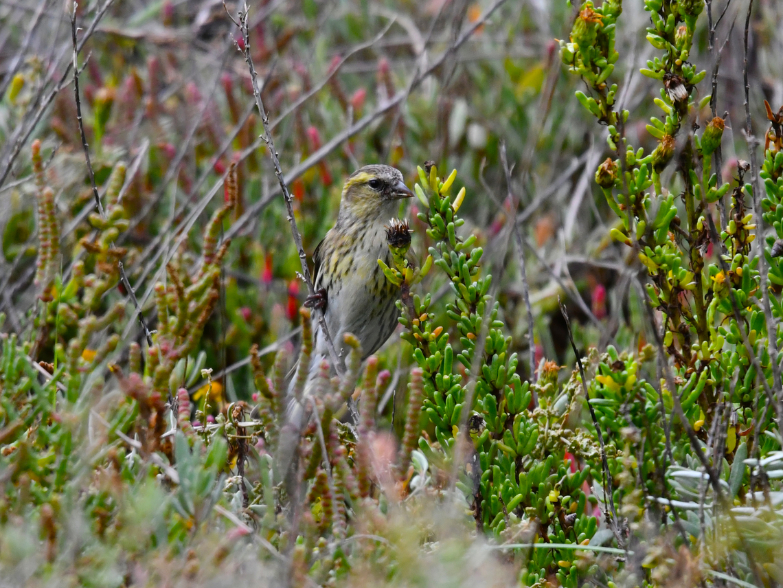 Eurasian siskin - Spinus spinus Sa Gola. Albufera D&#039;Es Grau, Menorca.  Eurasian siskin,Fall,Geotagged,Spain,Spinus spinus