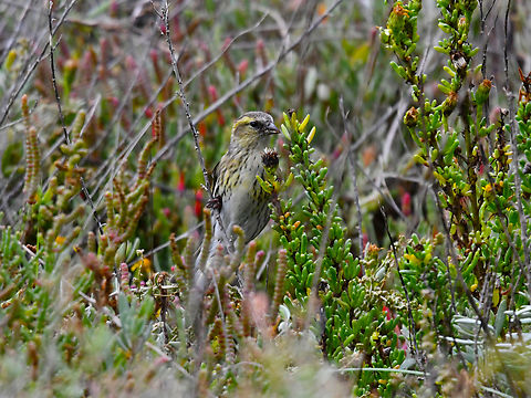 Eurasian siskin - Spinus spinus Sa Gola. Albufera D'Es Grau, Menorca.  Eurasian siskin,Fall,Geotagged,Spain,Spinus spinus