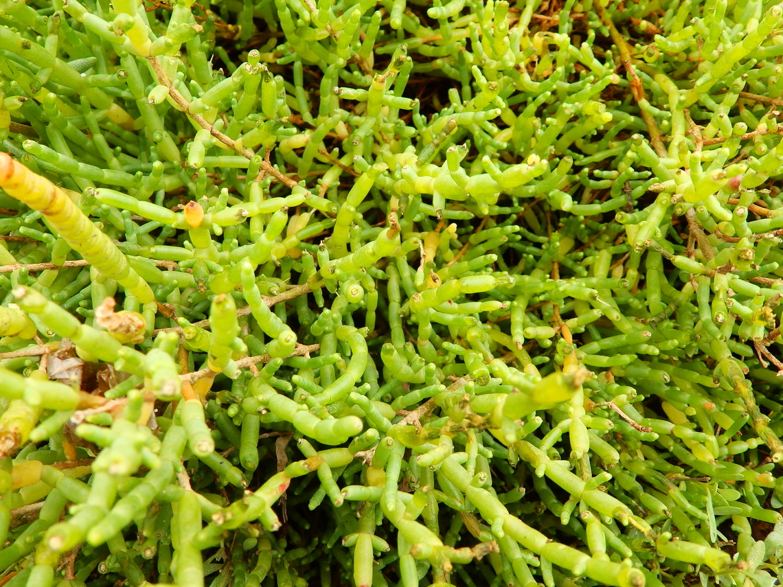 Salicornia fruticosa Sa Gola. Albufera D'Es Grau, Menorca.  Fall,Geotagged,Salicornia fruticosa,Spain