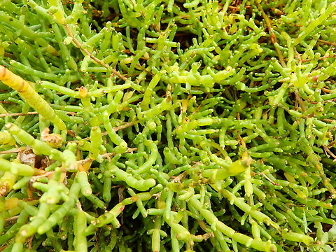 Salicornia fruticosa Sa Gola. Albufera D'Es Grau, Menorca.  Fall,Geotagged,Salicornia fruticosa,Spain