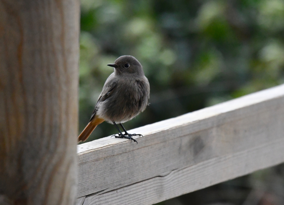 Black Redstart - Phoenicurus ochruros Sa Gola. Albufera D&#039;Es Grau, Menorca.  Black Redstart,Fall,Geotagged,Phoenicurus ochruros,Spain